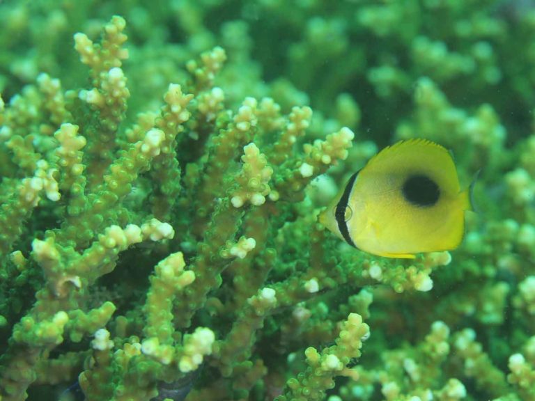 季節来遊魚のトノサマダイ