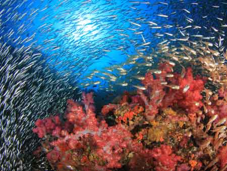 ソフトコーラルと魚の群れ