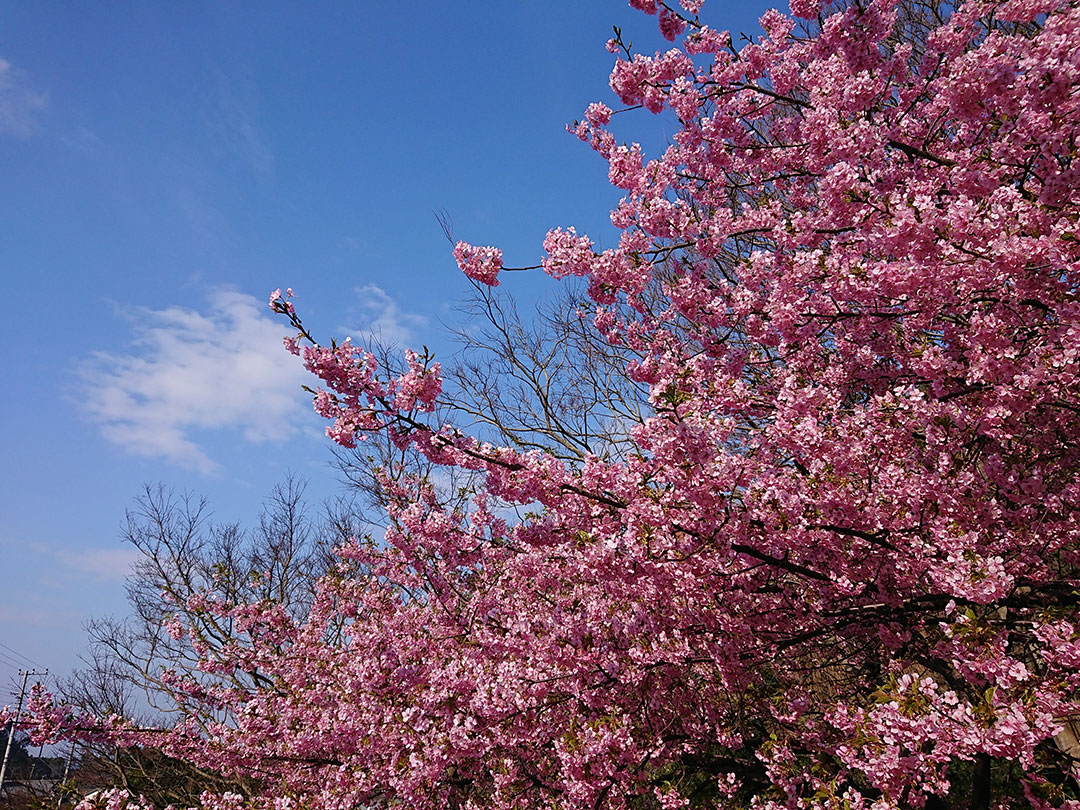 西伊豆の河津桜